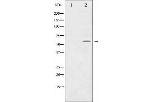 Western blot analysis of COT expression in LPS treated 293 whole cell lysates,The lane on the left is treated with the antigen-specific peptide. (MAP3K8 anticorps  (Internal Region))