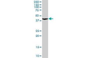 PA2G4 MaxPab rabbit polyclonal antibody. (PA2G4 anticorps  (AA 1-394))
