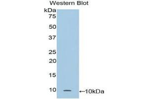 Detection of Recombinant CC16, Mouse using Polyclonal Antibody to Clara Cell Protein 16 (CC16) (SCGB1A1 anticorps  (AA 21-96))