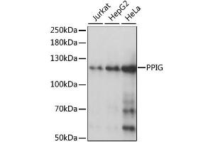 Western blot analysis of extracts of various cell lines, using PPIG antibody (ABIN6292236) at 1:1000 dilution. (PPIG anticorps)