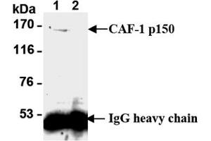Western Blotting (WB) image for anti-Chromatin Assembly Factor 1, Subunit B (p60) (CHAF1B) antibody (ABIN1105633)