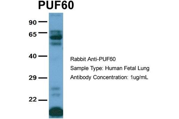 PUF60 Antikörper  (C-Term)