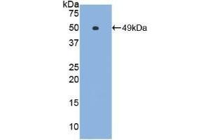 Detection of Recombinant IFNa, Gallus using Polyclonal Antibody to Interferon Alpha (IFNa) (IFNA anticorps  (AA 47-191))