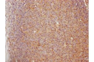 IHC image of ABIN7147565 diluted at 1:100 and staining in paraffin-embedded human lymph node tissue performed on a Leica BondTM system. (Chitotriosidase 1 anticorps  (AA 215-430))