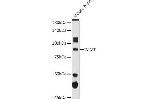 Western blot analysis of extracts of Mouse brain, using IMMT antibody (ABIN3016601, ABIN3016602, ABIN3016603 and ABIN6219796) at 1:1000 dilution.
