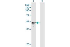 Western Blot analysis of CHN1 expression in transfected 293T cell line by CHN1 MaxPab polyclonal antibody. (CHN1 anticorps  (AA 1-459))