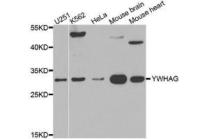 Western blot analysis of extracts of various cell lines, using YWHAG antibody. (14-3-3 gamma anticorps)