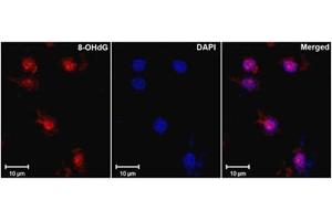 Immunofluorescence (IF) image for anti-8-Hydroxyguanosine (8-OHDG) antibody (ABIN781510) (8-OHDG anticorps)