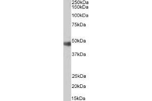 ABIN2564289 (0. (ORC4 anticorps  (C-Term))