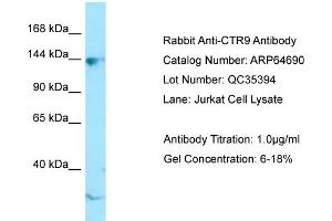 Western Blotting (WB) image for anti-RNA Polymerase-Associated Protein CTR9 Homolog (CTR9) (C-Term) antibody (ABIN2789925) (CTR9 anticorps  (C-Term))