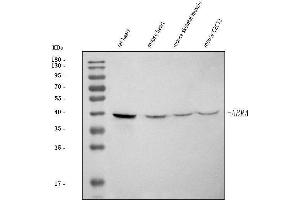 Western blot analysis of ABRA using anti-ABRA antibody (ABIN7599939).