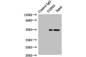 Immunoprecipitating COPS3 in Hela whole cell lysate Lane 1: Rabbit control IgG instead of (1 μg) instead of ABIN7148495 in Hela whole cell lysate. (COPS3 anticorps  (AA 194-423))