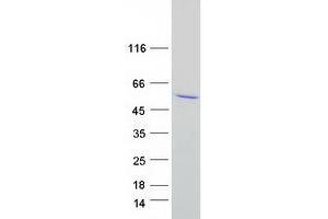 Validation with Western Blot
