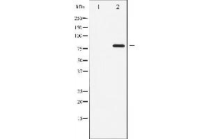 Western blot analysis of ATRIP phosphorylation expression in NIH-3T3 whole cell lysates,The lane on the left is treated with the antigen-specific peptide. (ATRIP anticorps  (pSer68))