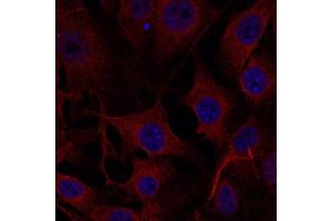 Immunofluorescence (IF) image for anti-Formiminotransferase Cyclodeaminase (FTCD) (N-Term) antibody (ABIN6254252)