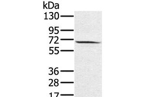 Western Blot analysis of Hela cell using HSF2 Polyclonal Antibody at dilution of 1:550 (HSF2 anticorps)