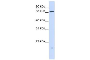 Western Blotting (WB) image for anti-Phosphatidylinositol Glycan T (PIGT) antibody (ABIN2459078) (PIGT anticorps)