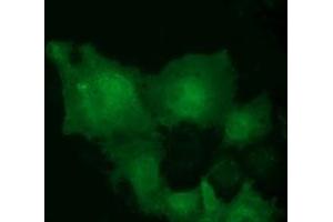 Anti-MOBKL2B mouse monoclonal antibody (ABIN2453316) immunofluorescent staining of COS7 cells transiently transfected by pCMV6-ENTRY MOBKL2B (RC205977). (MOBKL2B anticorps)