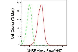anti-NFKB Repressing Factor (NKRF) antibody
