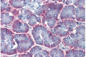 Human Pancreas (formalin-fixed, paraffin-embedded) stained with IMPDH1 antibody ABIN462258 followed by biotinylated goat anti-rabbit IgG secondary antibody ABIN481713, alkaline phosphatase-streptavidin and chromogen.