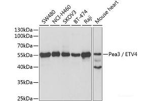 Western blot analysis of extracts of various cell lines using Pea3 / ETV4 Polyclonal Antibody at dilution of 1:1000.