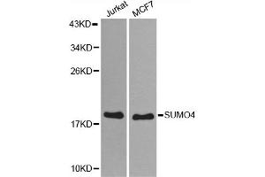 Western blot analysis of extracts of various cell lines, using SUMO4 antibody (ABIN5971586) at 1:800 dilution. (SUMO4 anticorps)