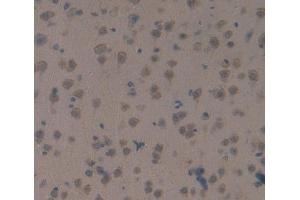 Used in DAB staining on fromalin fixed paraffin- embedded Kidney tissue (SAG anticorps  (AA 4-249))