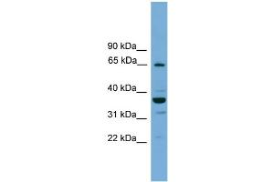 WB Suggested Anti-TH1L  Antibody Titration: 0. (TH1-Like anticorps  (N-Term))