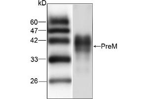 Western blot analysis of recombinant protein JEV PreM, using JEV PreM antibody (1/1000 dilution). (Japanese Encephalitis Virus PreM (JEV PreM) anticorps)