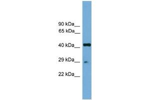 WB Suggested Anti-Rfxap Antibody Titration:  0.