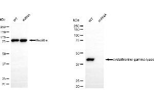Western blotting analysis using cystathionine gamma-lyase antibody (ABIN7798232).