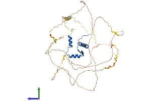 AlphaFold protein structure predicition of Mouse Recombinant Mef2d Protein, UniprotID Q63943