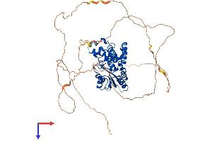 AlphaFold protein structure predicition of Mouse Recombinant Eya1 Protein, UniprotID P97767