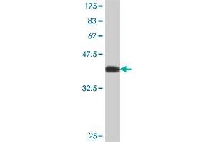 Western Blot detection against Immunogen (38.