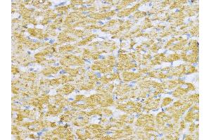 Immunohistochemistry of paraffin-embedded Rat heart using Aconitase 2  antibody (ABIN1678537, ABIN3017991, ABIN3017992 and ABIN6220329) at dilution of 1:100 (40x lens).