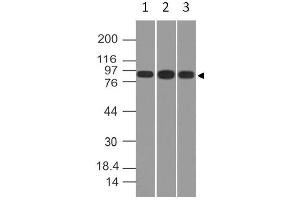 Image no. 1 for anti-Villin 1 (VIL1) (AA 108-322) antibody (ABIN5027631)