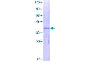 Interferon, alpha-Inducible Protein 27 (IFI27) (AA 1-119) protein (GST tag)