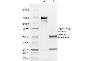 SDS-PAGE Analysis Purified CD45RO MAb (UCHL-1).