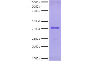 SDS-PAGE (SDS) image for CUTANA™ pAG-MNase for ChIC/CUT&RUN Assays (ABIN6950951)