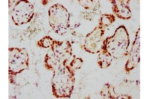 IHC image of ABIN7127695 diluted at 1:100 and staining in paraffin-embedded human placenta tissue performed on a Leica BondTM system.