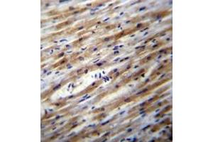 Immunohistochemistry analysis in formalin fixed and paraffin embedded human heart tissue reacted with POFUT1 Antibody (C-term) Cat-No AP53375PU-N, which was peroxidase conjugated to the secondary antibody and followed by DAB staining.
