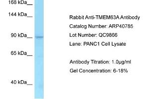 Western Blotting (WB) image for anti-Transmembrane Protein 63A (TMEM63A) (C-Term) antibody (ABIN2779067) (TMEM63A anticorps  (C-Term))
