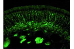Image no. 3 for anti-Collapsing-Response Mediator Protein 2 (CRMP-2) (C-Term) antibody (ABIN347037) (Collapsing-Response Mediator Protein 2 (CRMP-2) (C-Term) anticorps)