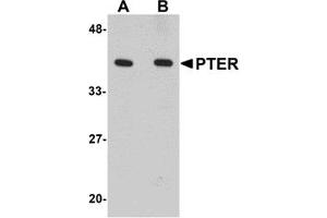 Western Blotting (WB) image for anti-Phosphotriesterase Related (PTER) (C-Term) antibody (ABIN1030607) (PTER anticorps  (C-Term))