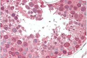 ABIN308445 (5µg/ml) staining of paraffin embedded Human Testis. (COG7 anticorps  (Internal Region))