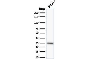 Western Blot Analysis of human MCF-7 cell lysate using Bcl-2 Mouse Monoclonal Antibody (SPM530). (Bcl-2 anticorps  (AA 41-54))