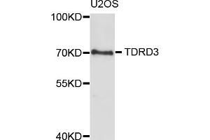 Western blot analysis of extracts of U2OS cells, using TDRD3 antibody (ABIN1877029) at 1:1000 dilution. (TDRD3 anticorps)