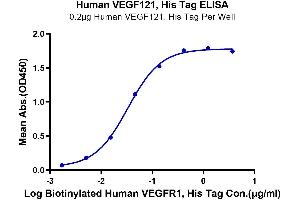 Immobilized Human VEGF121, His Tag at 2 μg/mL (100 µL/Well).