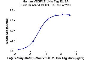 Immobilized Human VEGF121, His Tag at 2 μg/mL (100 µL/Well). (VEGF121 Protein (AA 27-147) (His-Avi Tag))