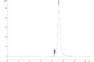 The purity of Biotinylated Human Her2 Domain 4 is greater than 95 % as determined by SEC-HPLC.
